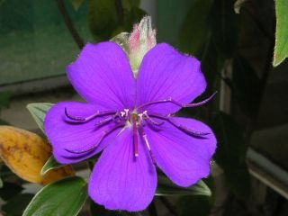 Tibouchina urvilleana, Veilchenbaum