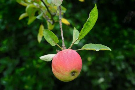 Apfelbäume [Malus domestica] Bio-Gärtner Der 