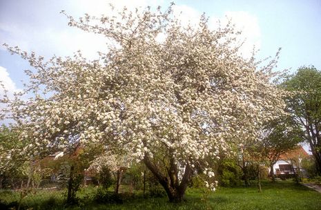 Apfelbäume [Malus domestica] | Der Bio-Gärtner
