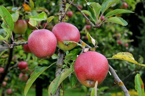 Apfelbäume [Malus | Der domestica] Bio-Gärtner