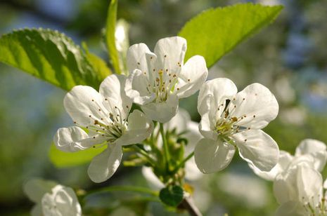 Kirschbäume [Prunus avium, cerasus] | Der Bio-Gärtner