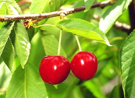 avium, Der Kirschbäume Bio-Gärtner [Prunus cerasus] |