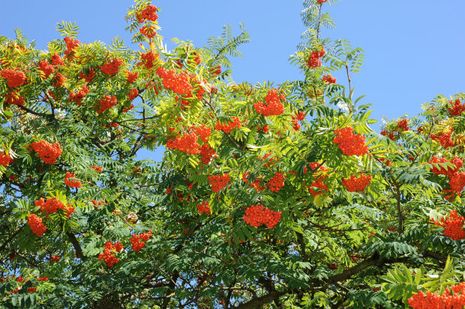 Eberesche [Sorbus aucuparia] | Der Bio-Gärtner