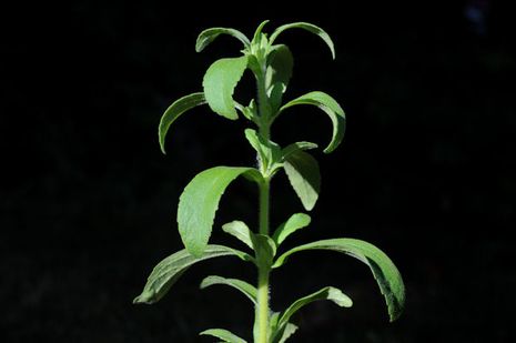 Stevia rebaudiana, Süssblatt, Süsskraut  